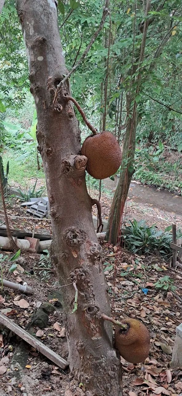Sitio em Maria Paula- Niterói  - Foto 8