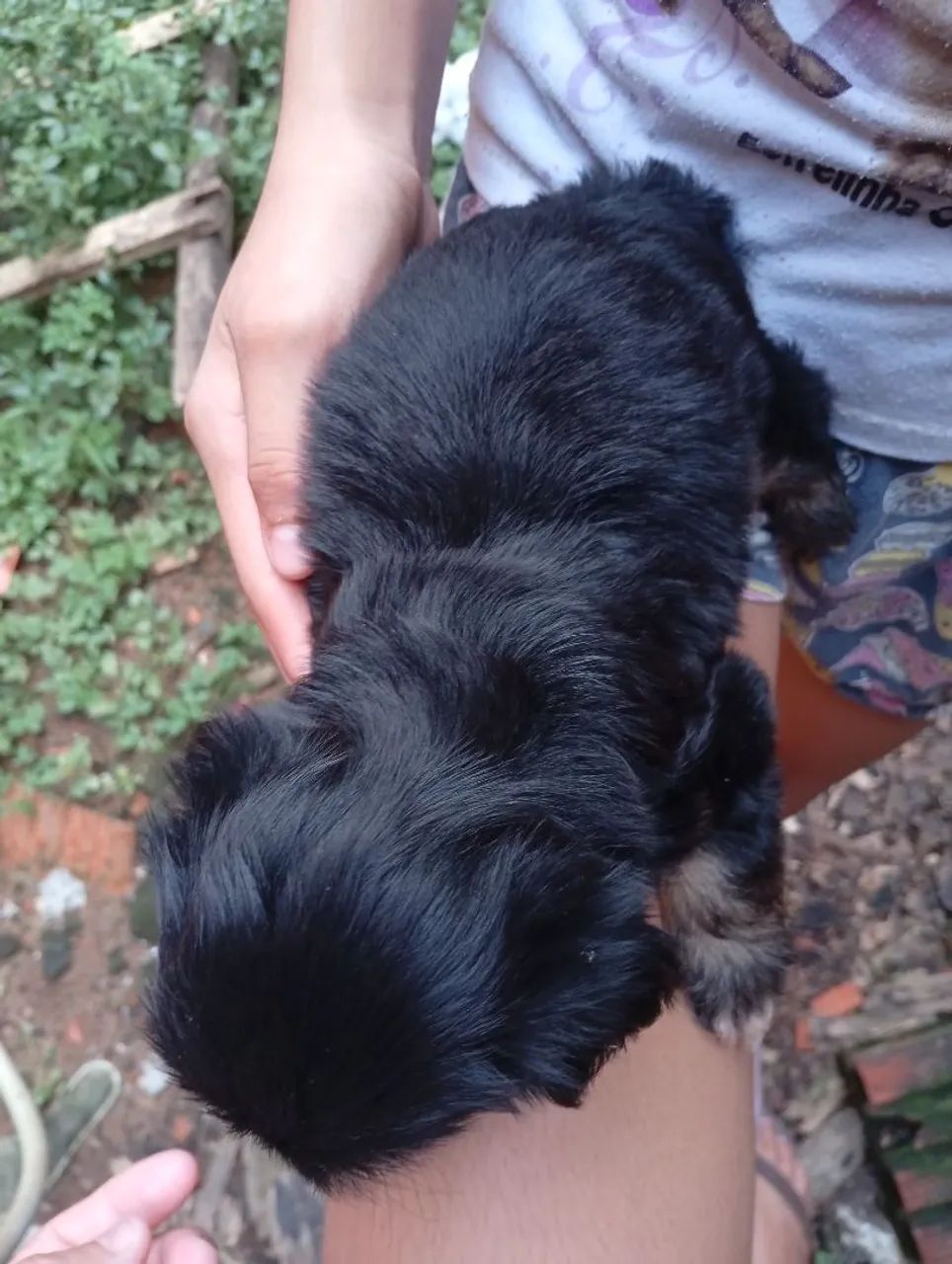 Cachorro macho Shitzu  - Foto 5