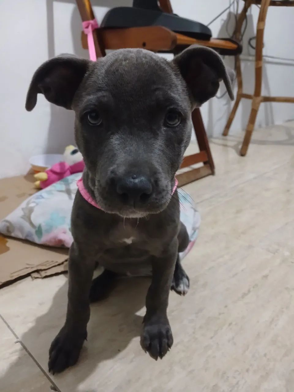 vendo PITBULL COM BODER COLIE 700,00 reais tem conversa  - Foto 2