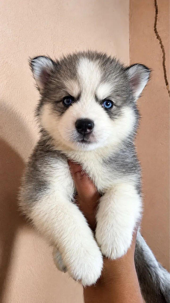 Husky siberiano Canil Barão  - Foto 2