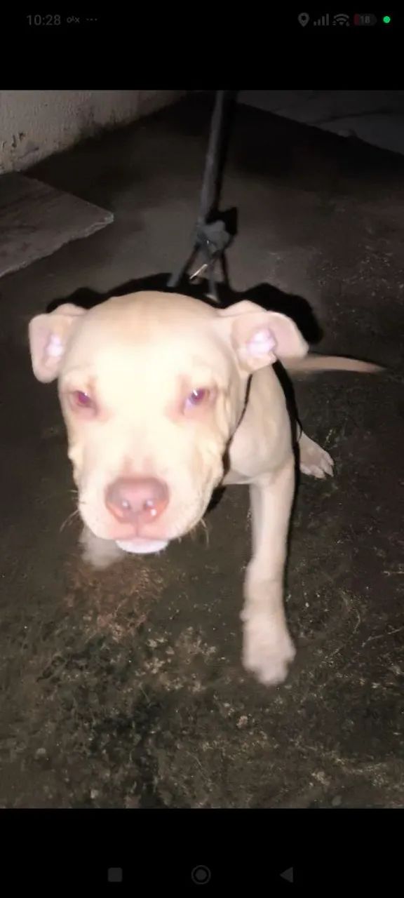 Filhote de Pitbull  - Foto 4