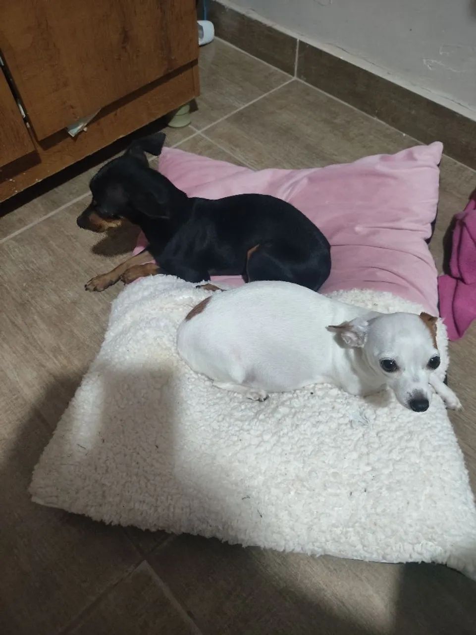 Pinscher  - Foto 3