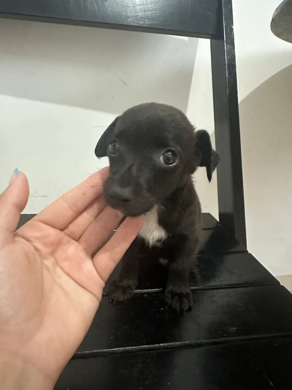 Vendo  pinscher com Basse 