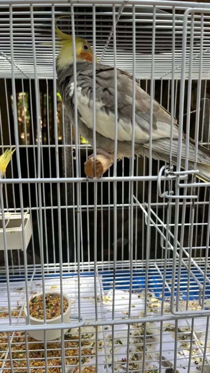 Vende-se  - Foto 3