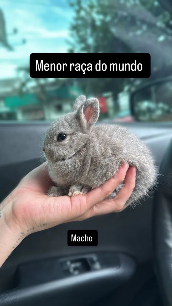 Coelhos anões  - Foto 3