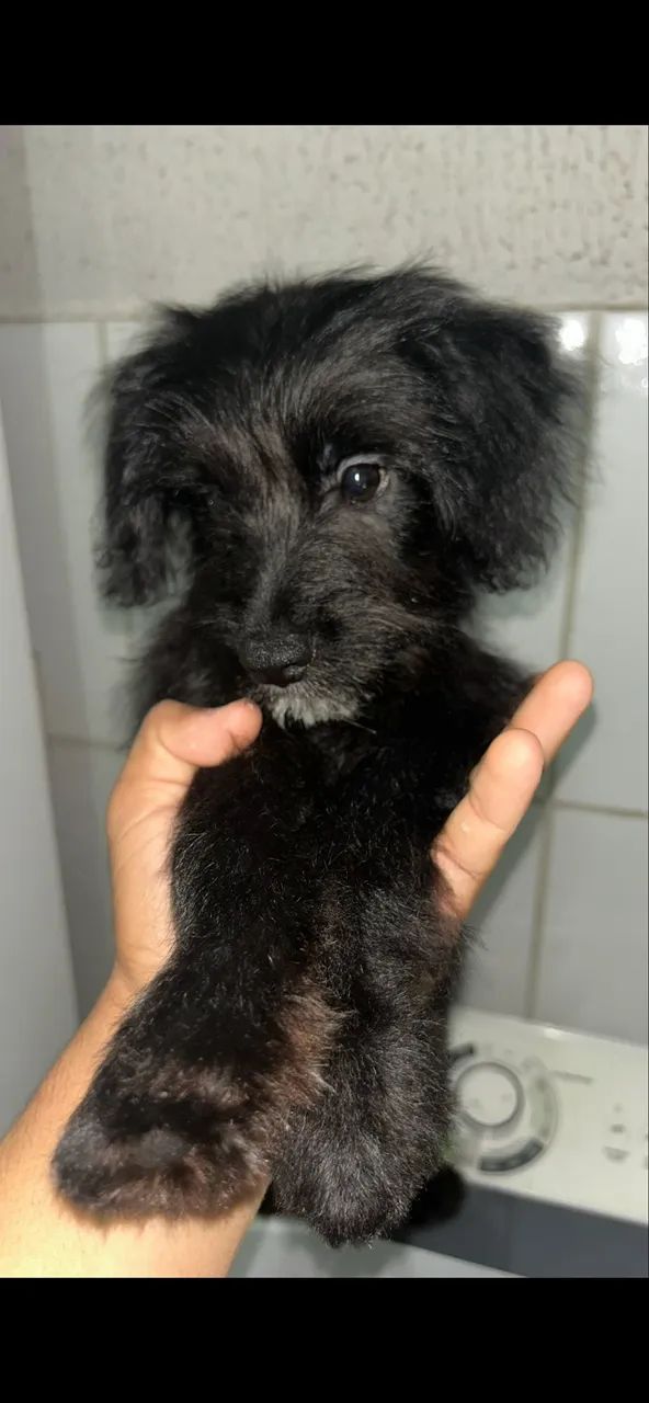 Ânimos - Foto 4