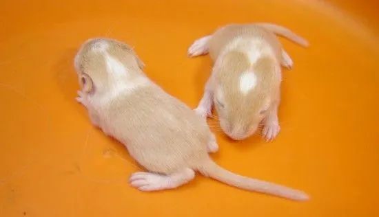Vendo esquilo da Mongólia (Gerbil) - Foto 3