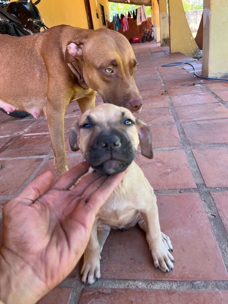 Filhotes de Pitbull  tradicional  - Foto 5