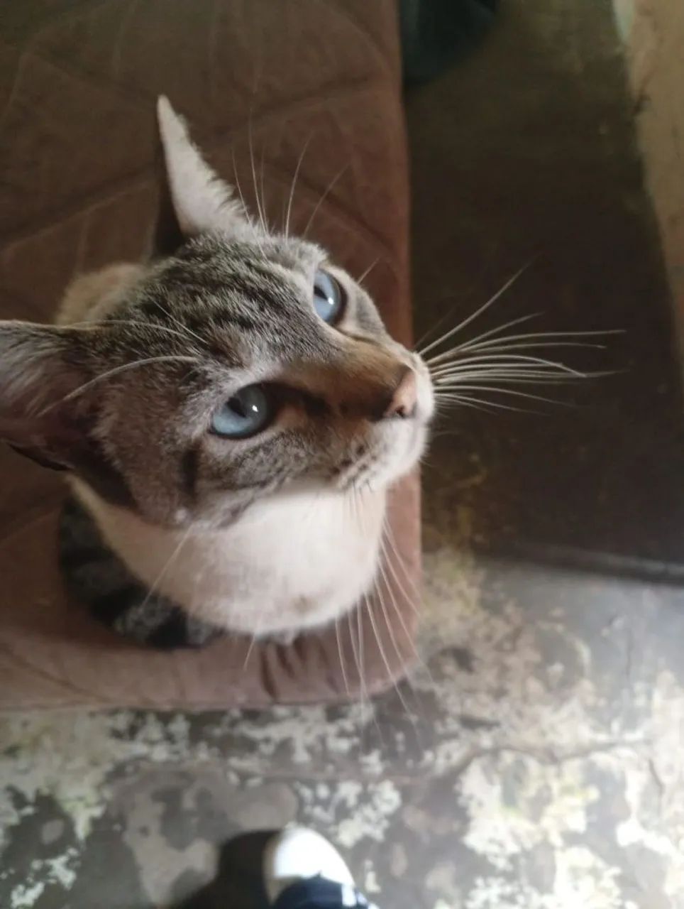 gato macho  - Foto 2
