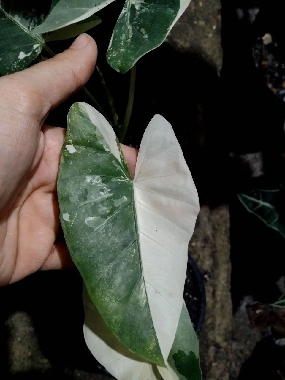 Alocasia Macrorrhiza Variegata (mudas) - Foto 5