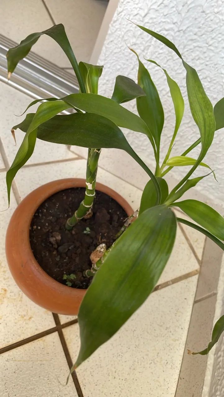 Bambu da sorte planta natural 80,00 - Foto 3