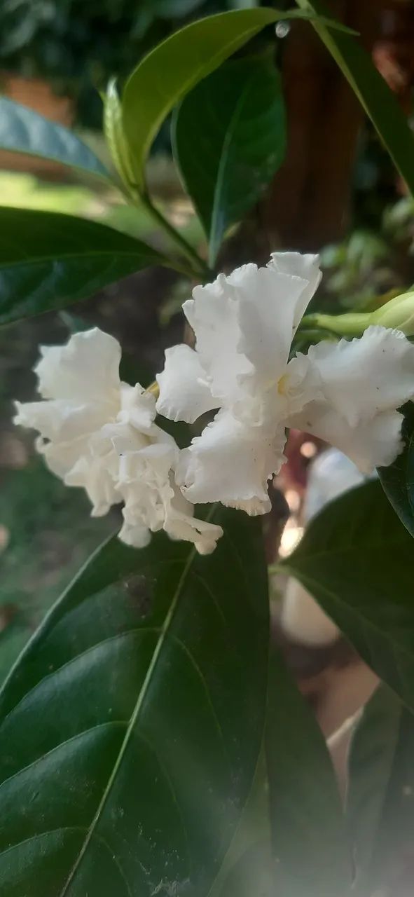 Venda plantas - Foto 3