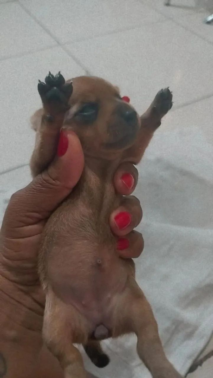 Venda de pets  - Foto 3
