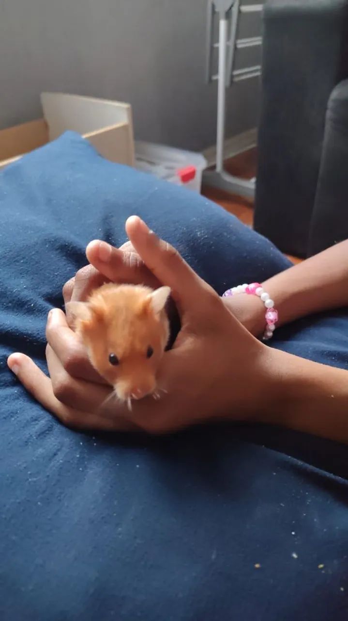 DOAÇÃO HAMSTER - Foto 3