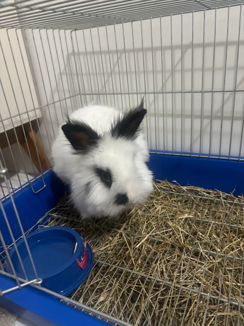 Mini coelho anão leão  - Foto 4