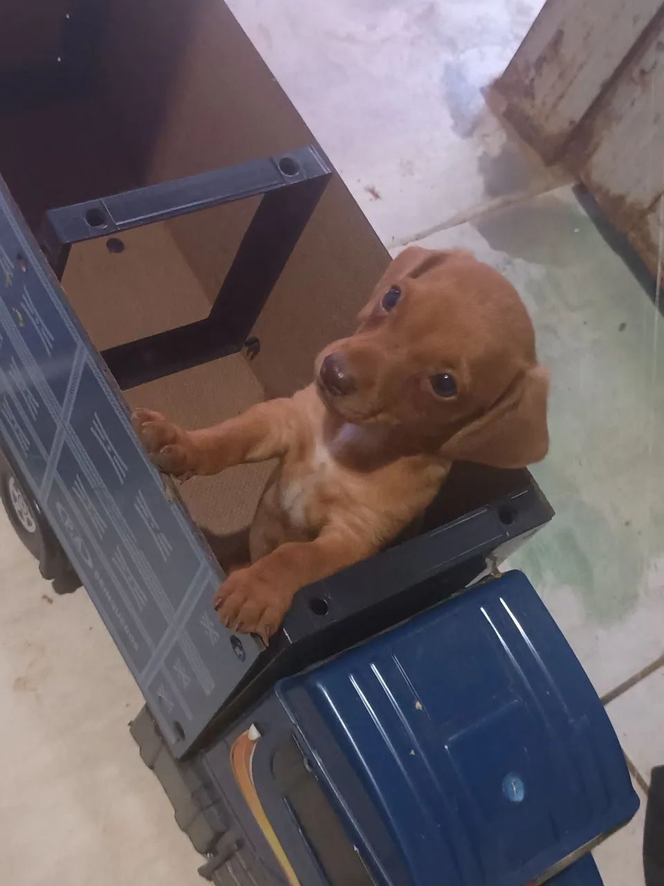 Dachshund - Foto 2
