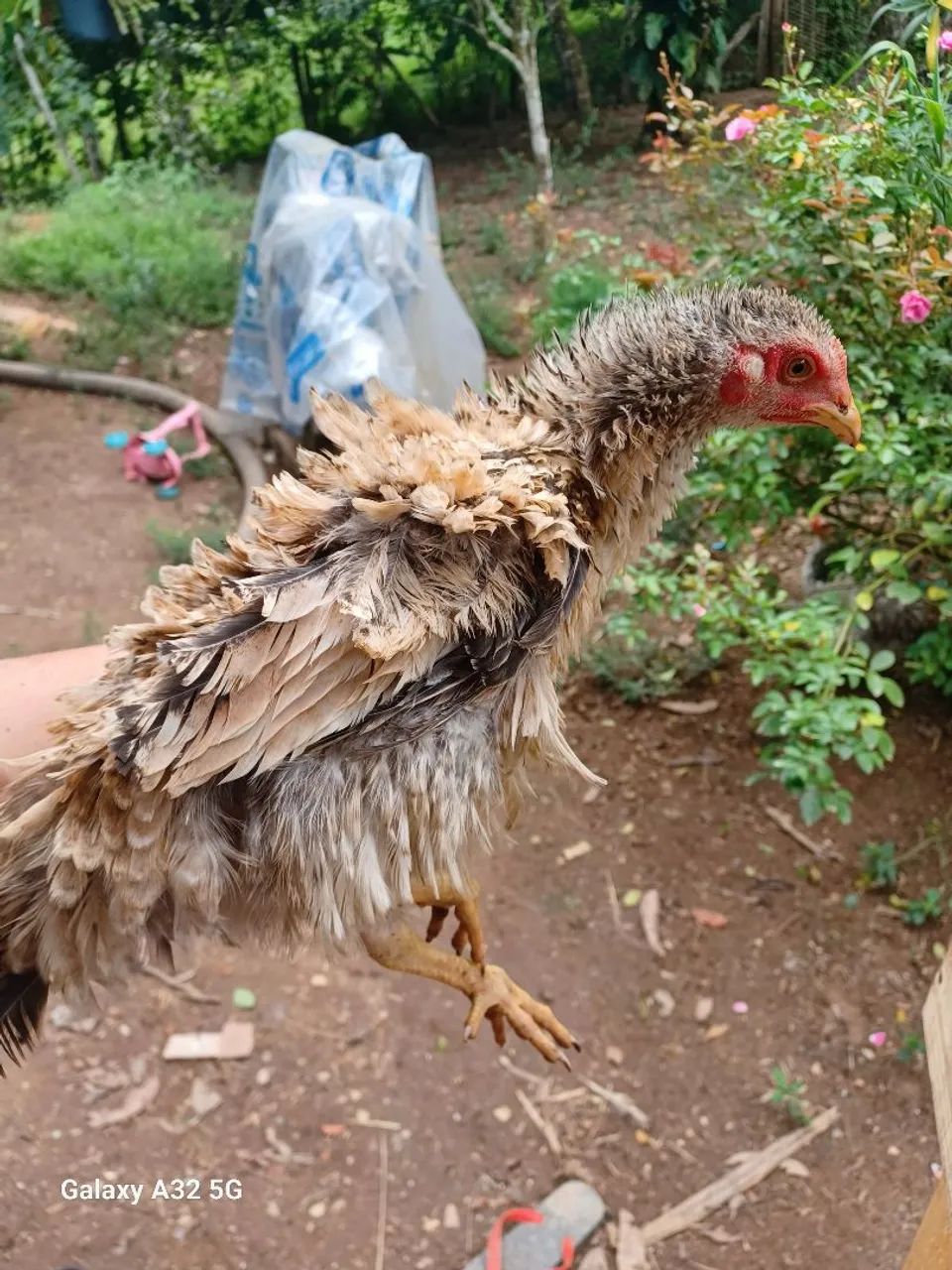 Casal de frisado - Foto 2