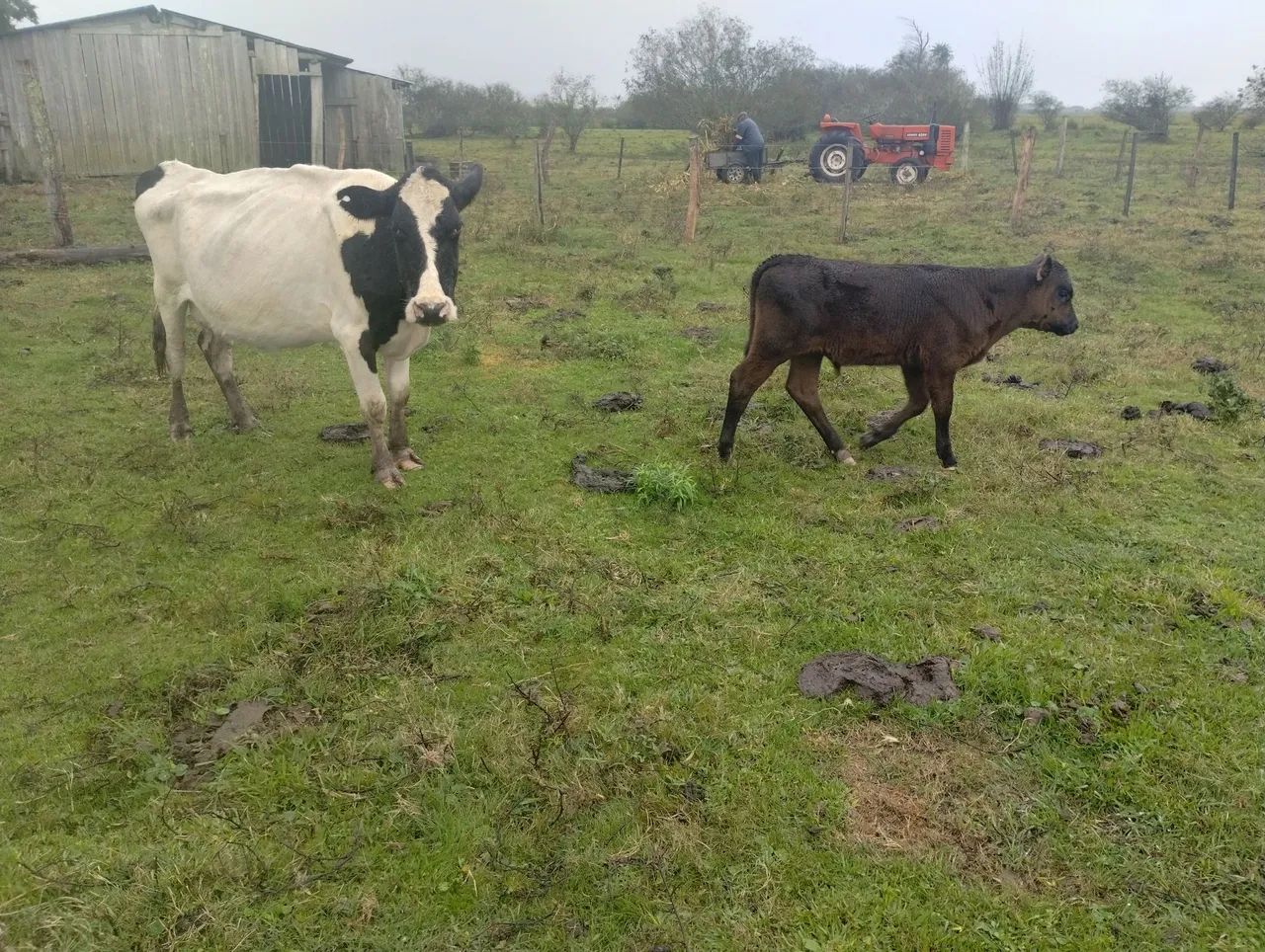 Vaca com cria - Foto 2