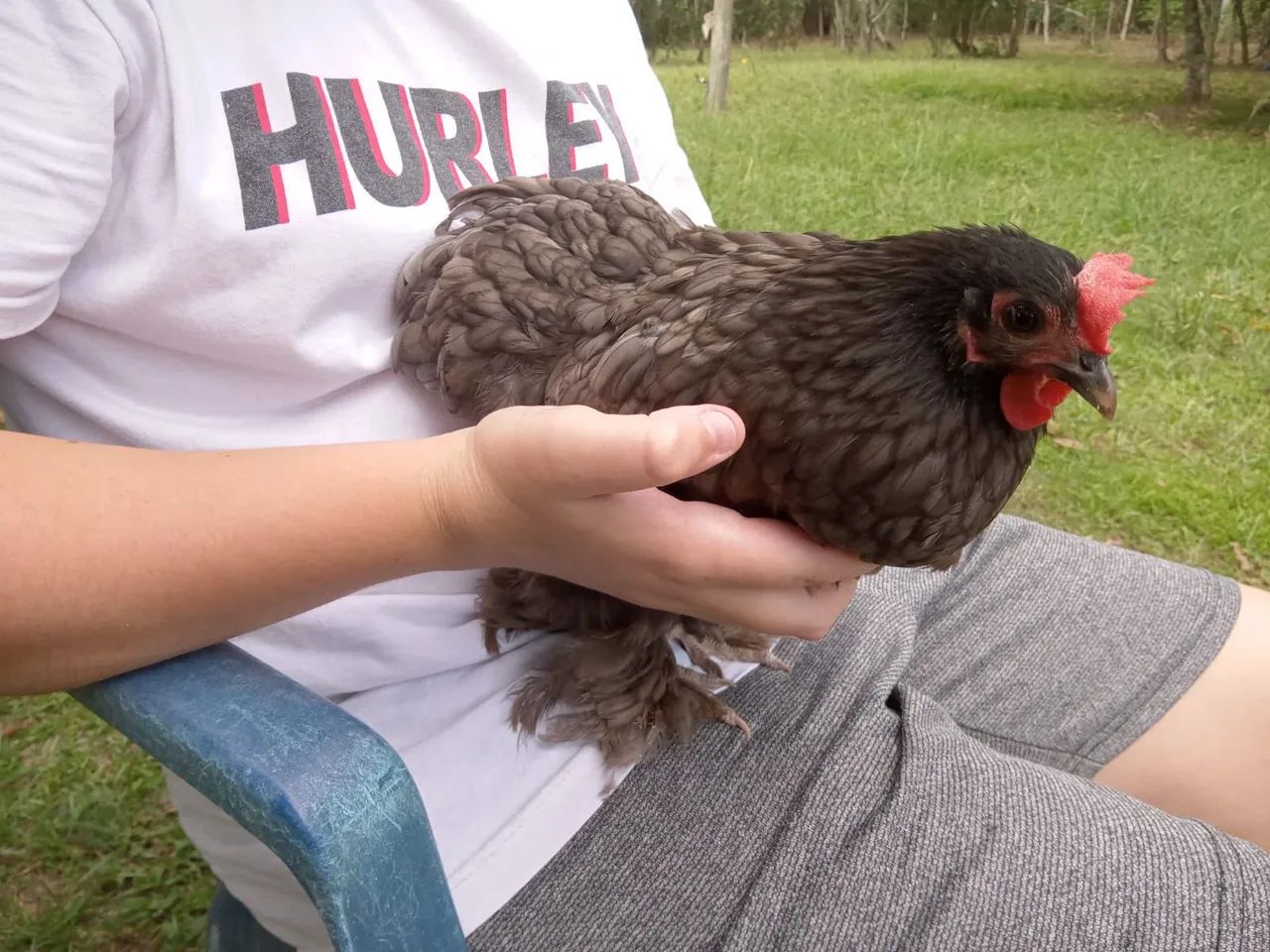 Franguinhas de mini cochin com 2 meses - Foto 4