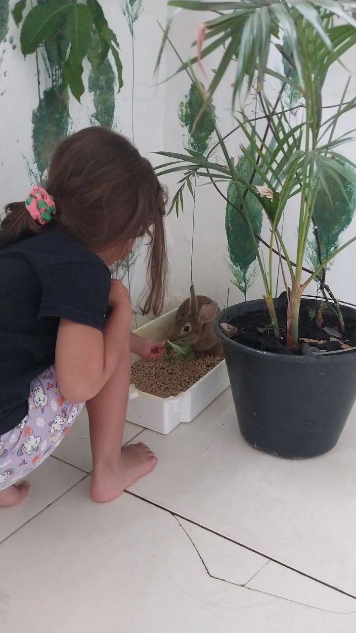 Doa-se Coelhinho fofo