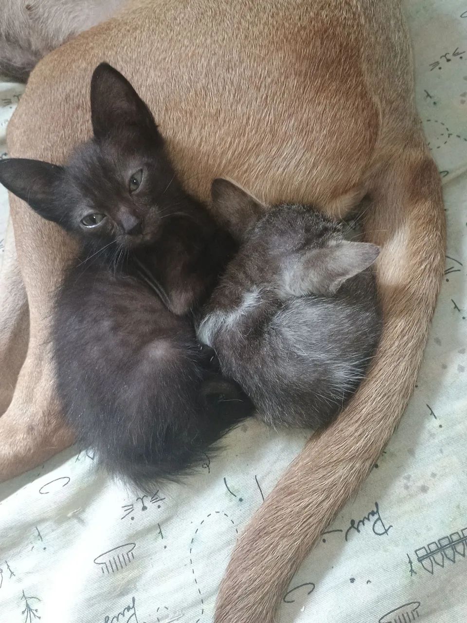 Gatinhos para doacao - Foto 5