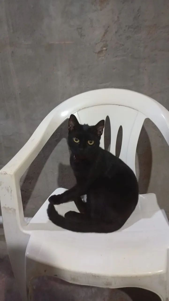 Gata adulta CASTRADA  - Foto 2