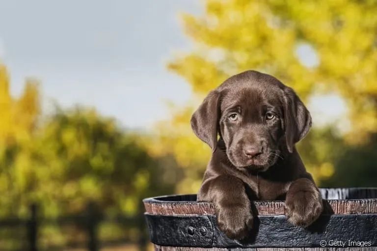Labrador com procedência e amor aos filhotes 