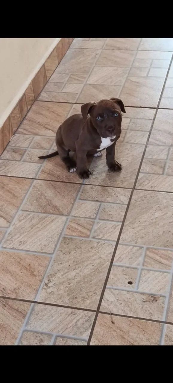 Pitbull