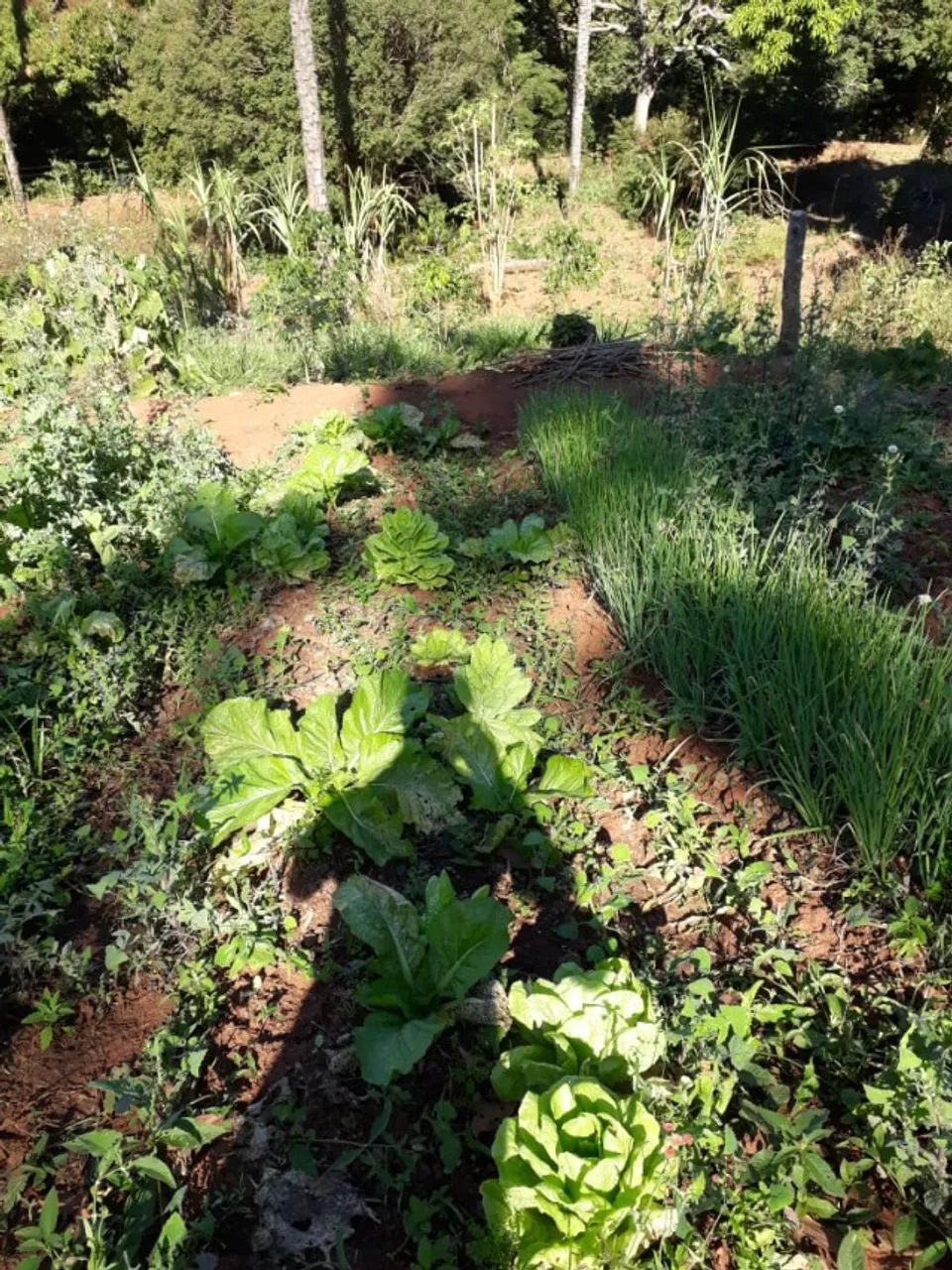 Chácara de 2000m² em Taquaraçu de Minas. - Foto 4