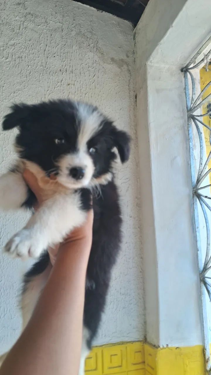 Filhotes de Border Collie - Foto 2