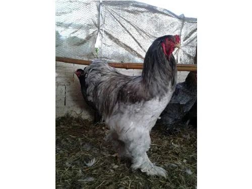 VENDO GALOS BRAHMA  - Foto 3