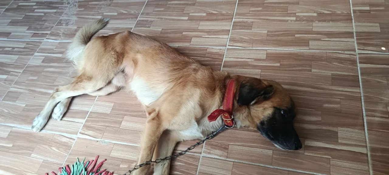 Doação de cachorro  - Foto 2
