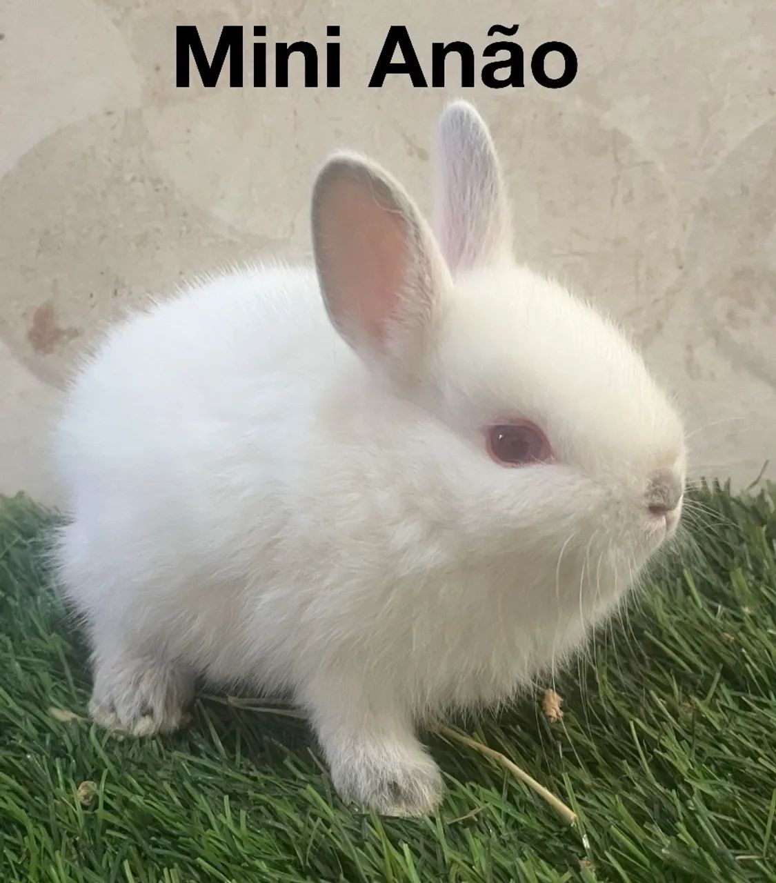 Coelhos Netherland Dwarf 