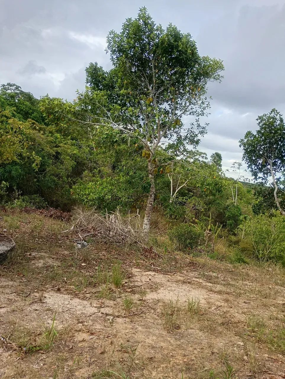 Sitio proximo a Boquim - Foto 5