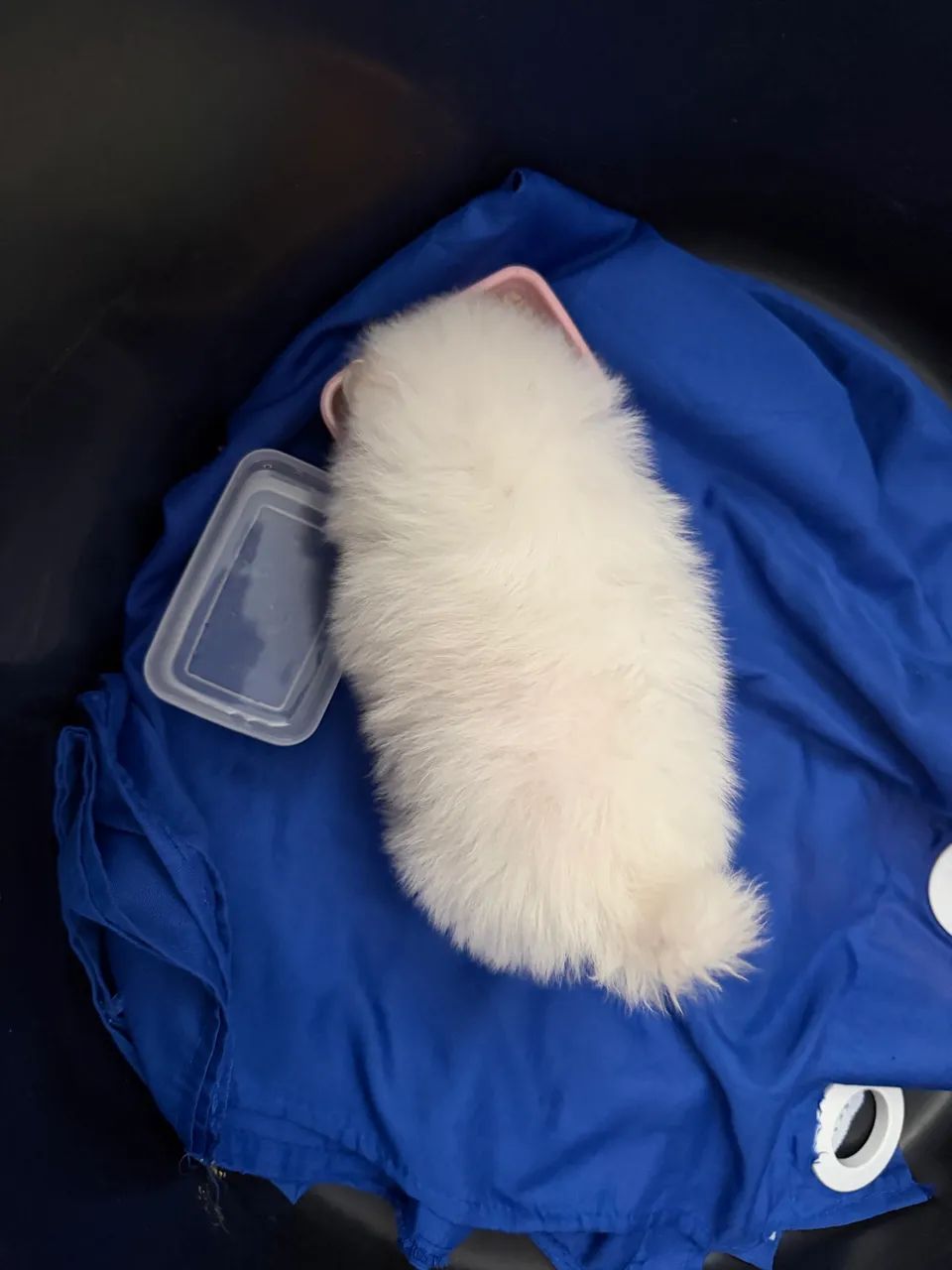 Cachorro - Foto 3