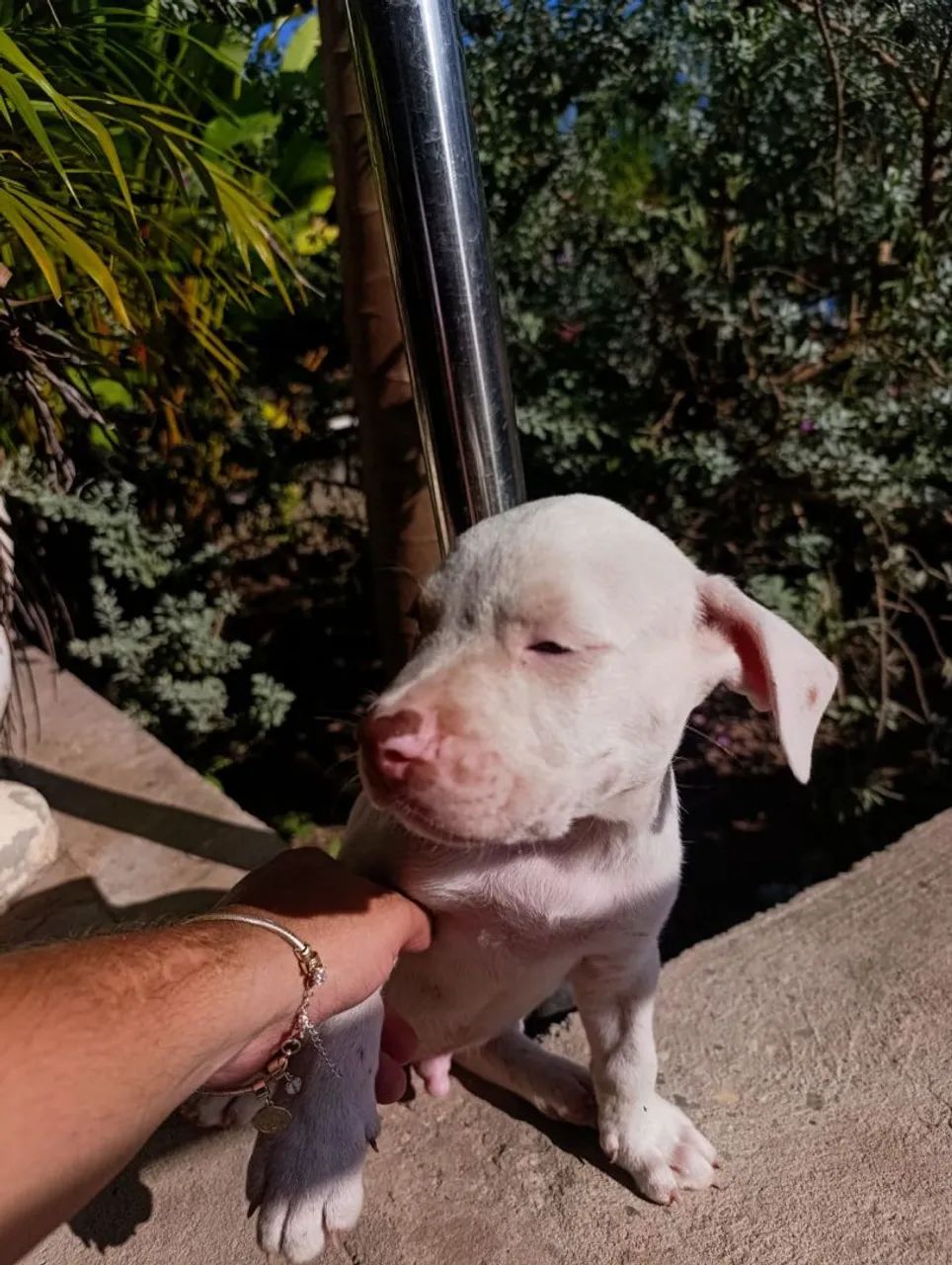 Pitbull - Foto 2