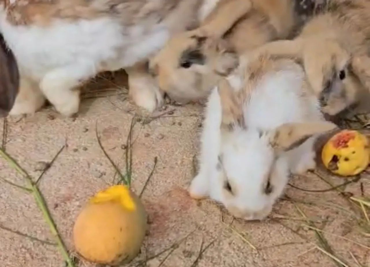 Coelho mini lop  - Foto 3