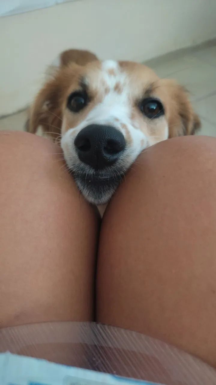 Adoção responsável  - Foto 2