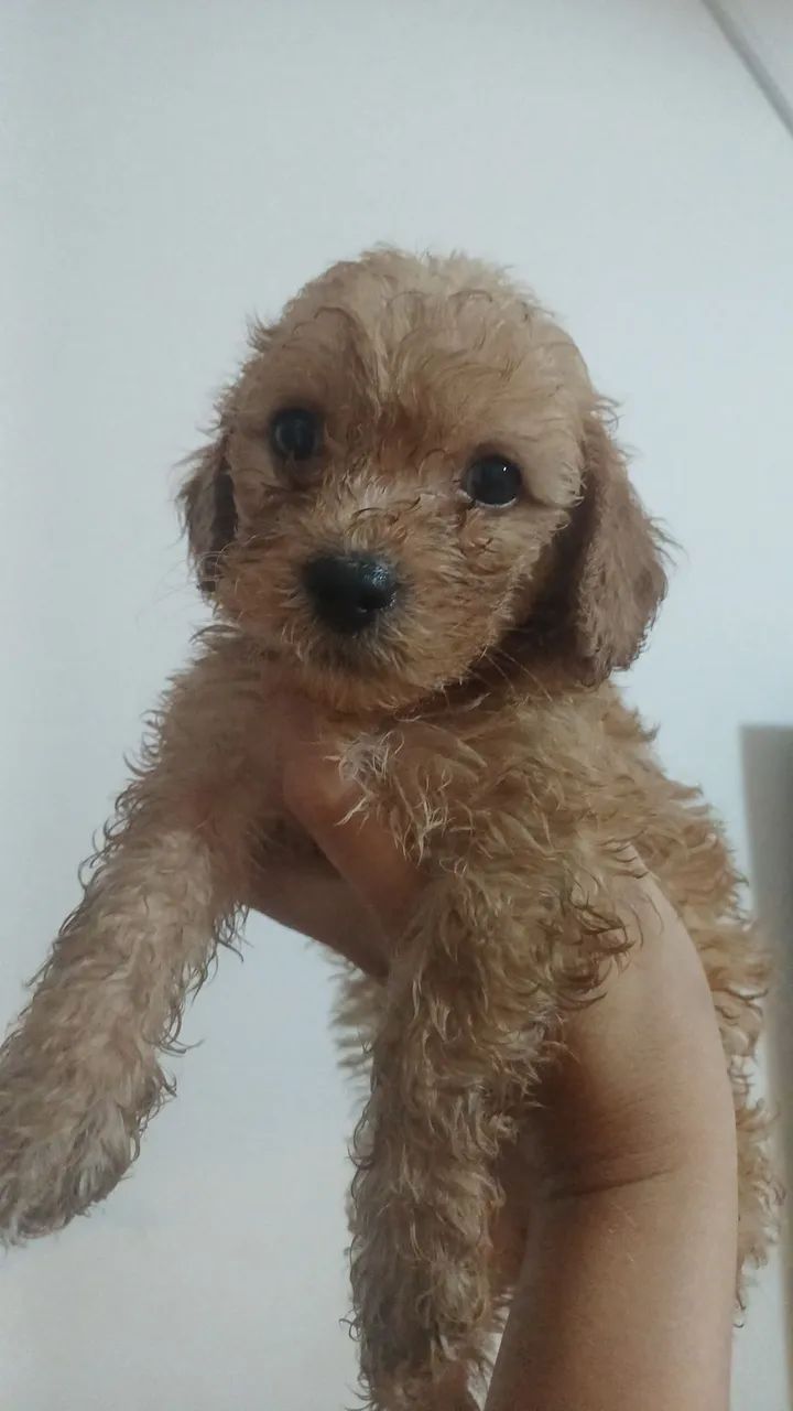 Filhotes de Poodle  - Foto 5