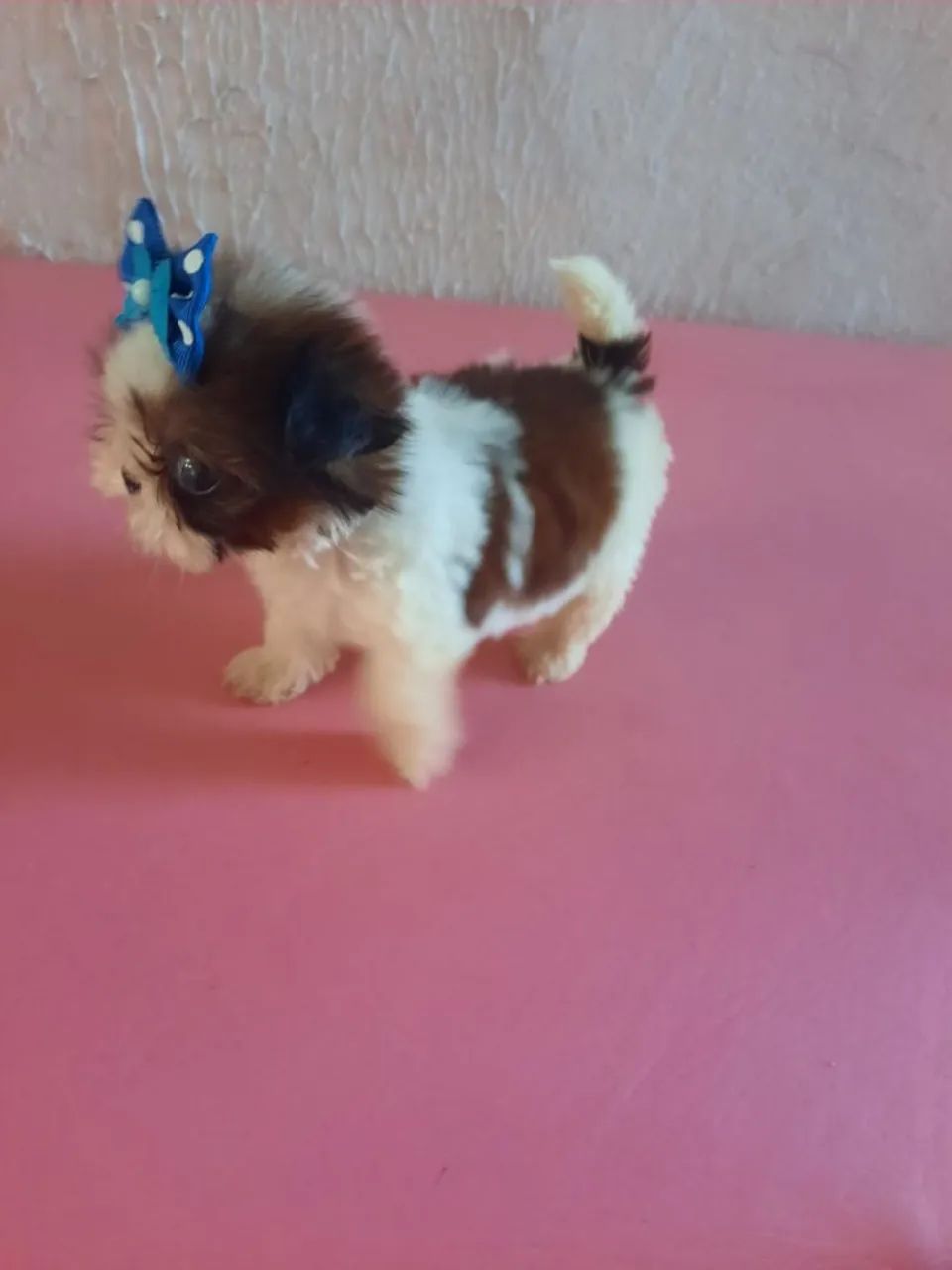 Vendo Shitzu fêmea micro ? - Foto 4