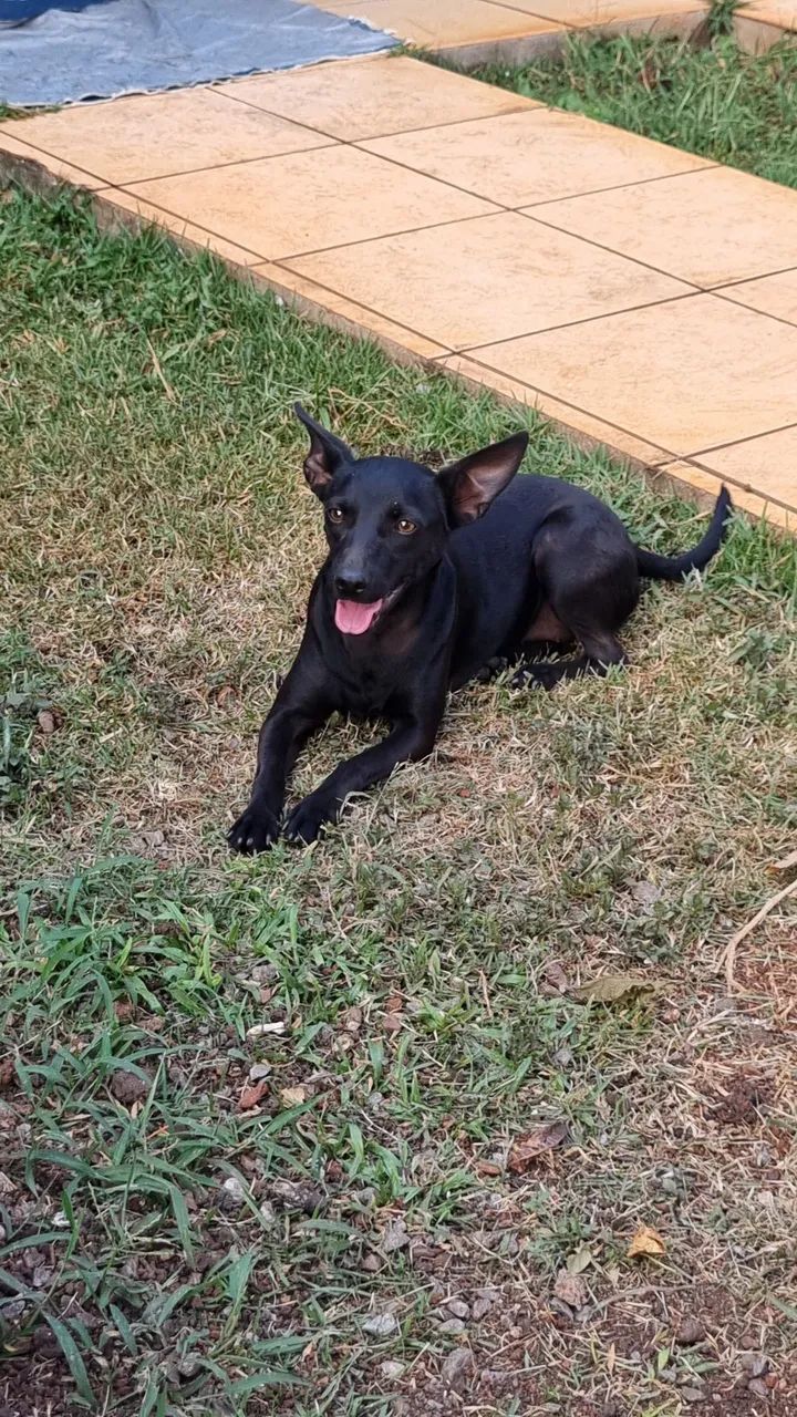 Adote um cão  - Foto 4