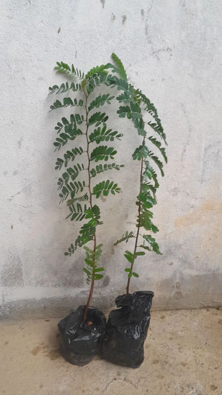 mudas de tamarindo 60cm  - Foto 2