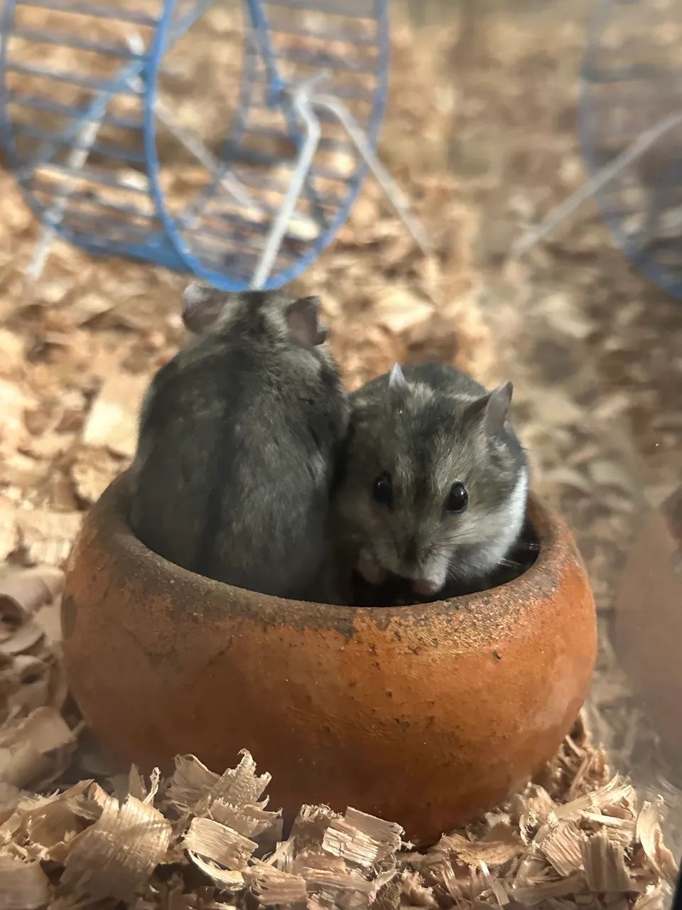 Filhotes de anao russo 