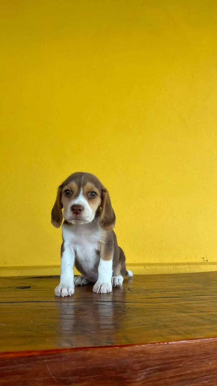 BEAGLES PERFEITOS - Foto 2