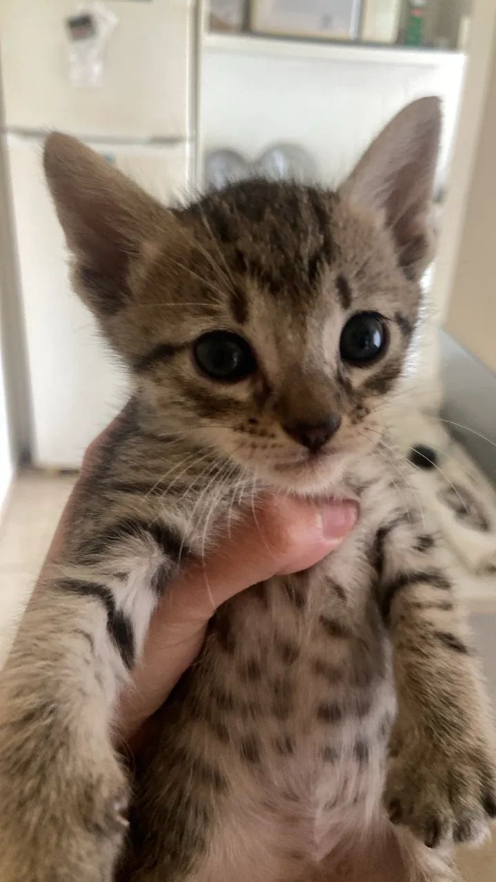 Adoção responsável de pequenos gatinhos - Foto 4