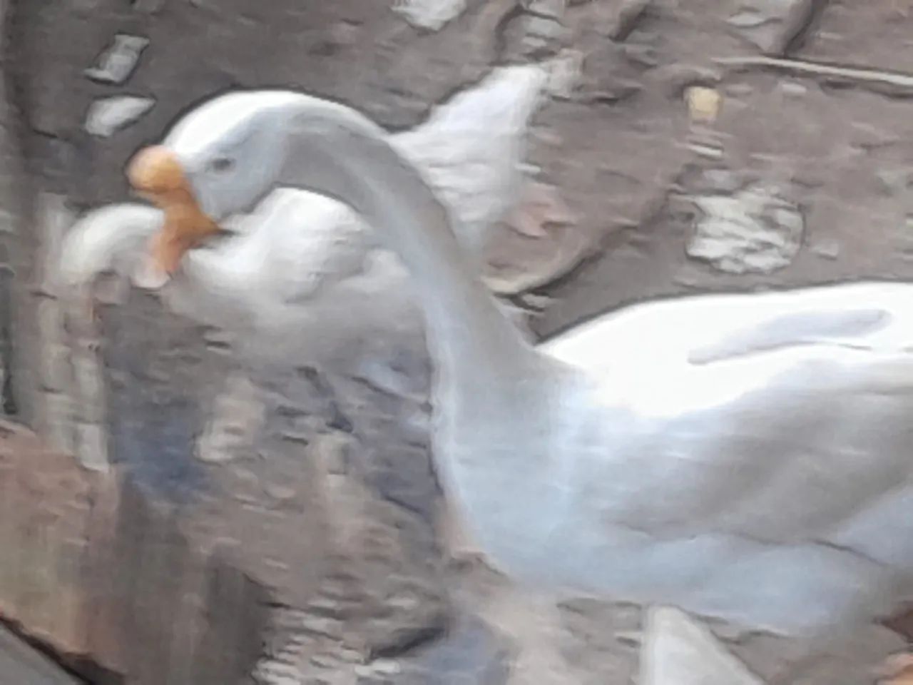 Ganso macho