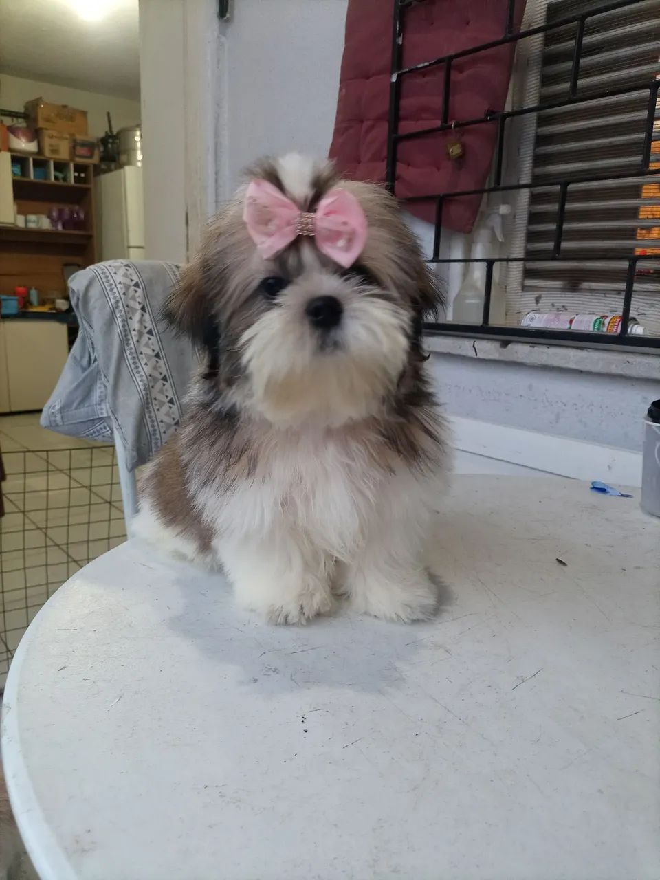 Shitzu  - Foto 2