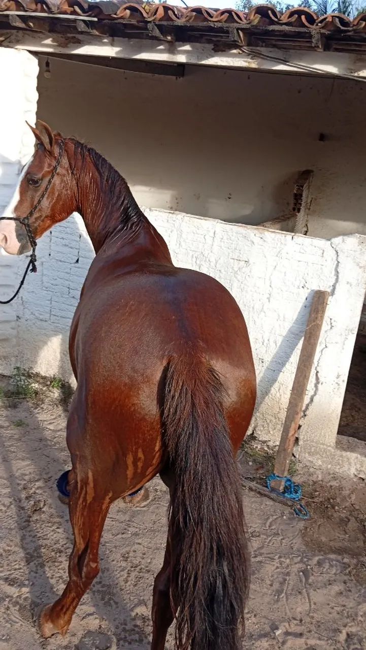 Cavalo para vender de esquerda - Foto 2