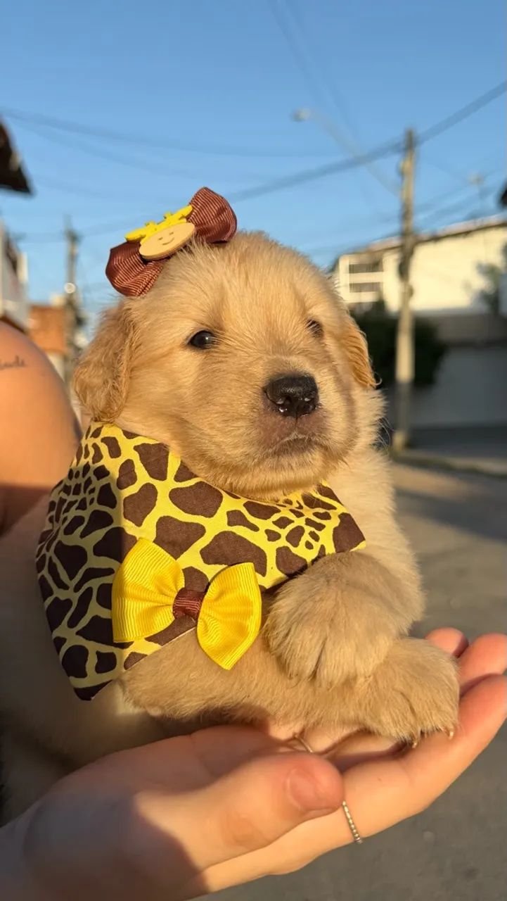Golden Retriever Macho e fêmea  - Foto 4