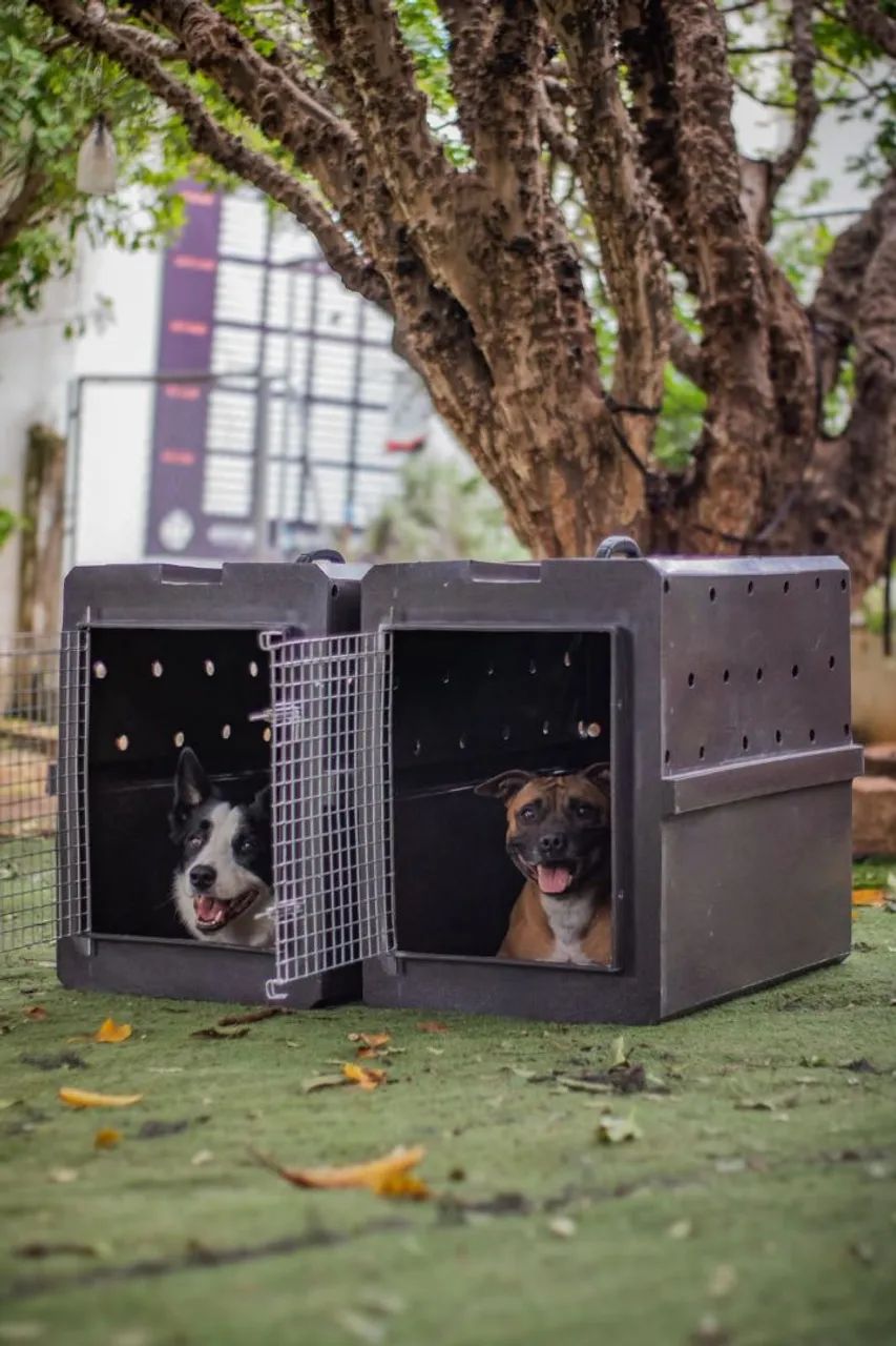 Caixa Kennel de Transporte Pet 